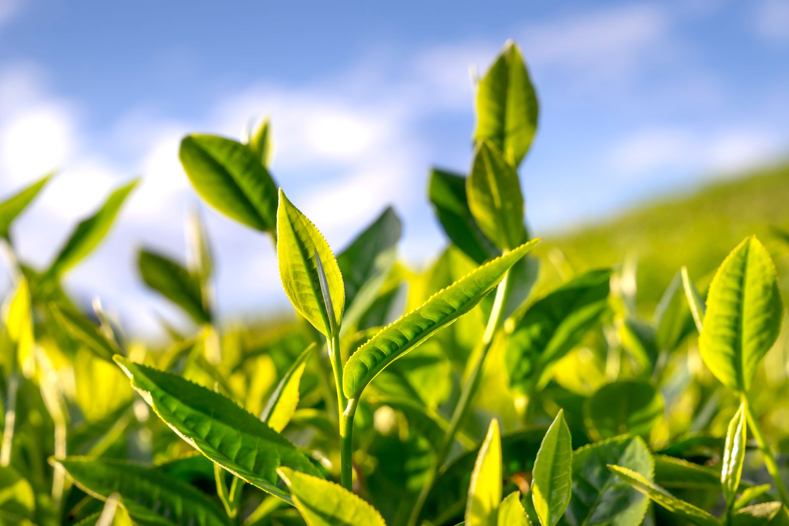 How green tea is made: following one leaf from the field to your cup