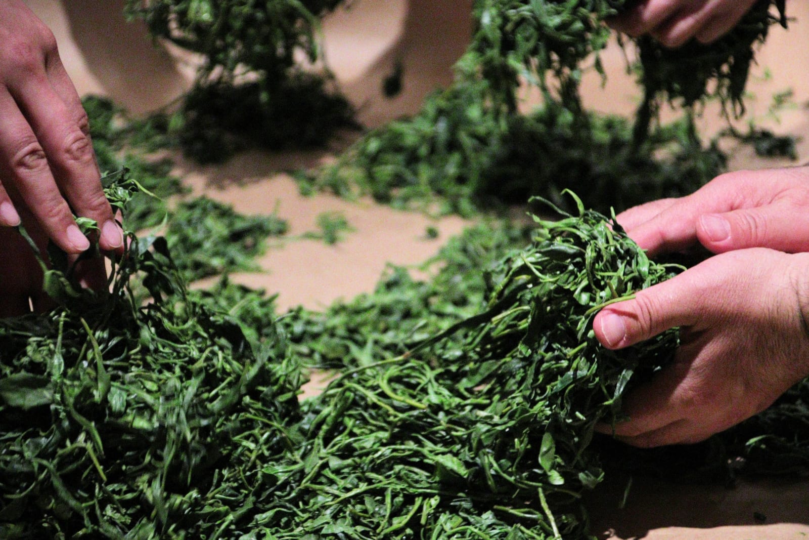Green tea vs black tea: it's the same plant, and that still surprises me