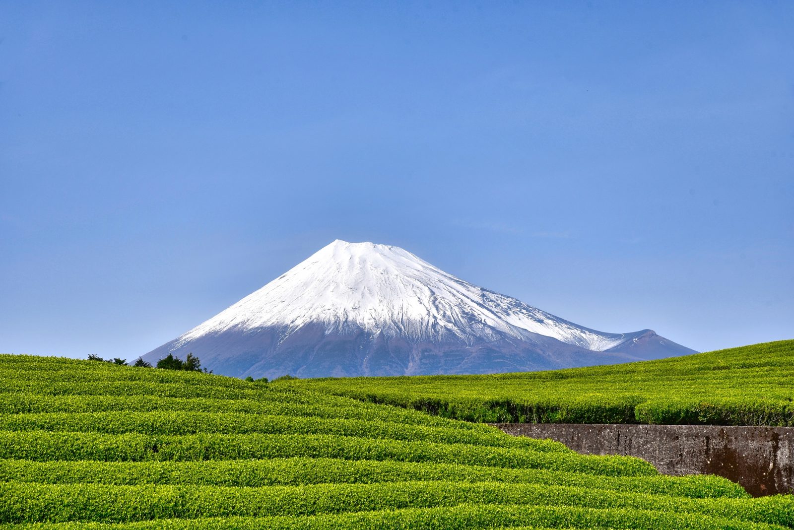 Rows of green tea bushes on a terraced hillside in Japan's tea country