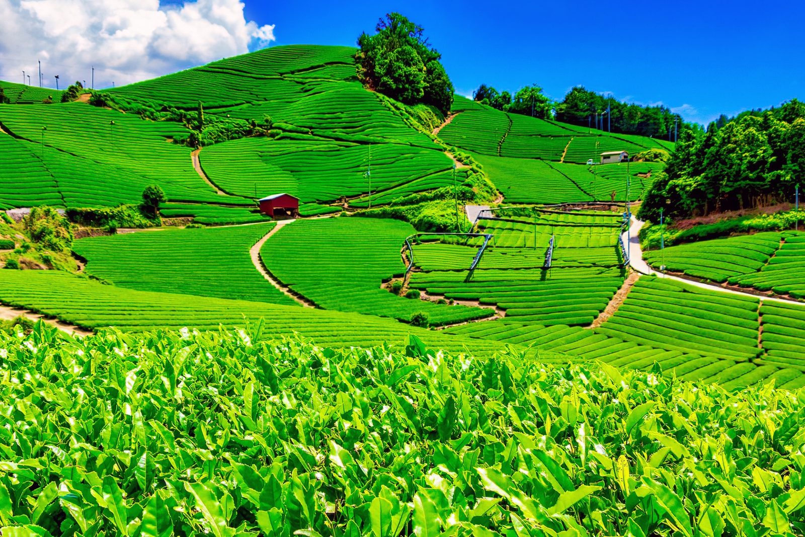 The terraced tea hills of the Uji region — Ishidera, in Wazuka near Kyoto