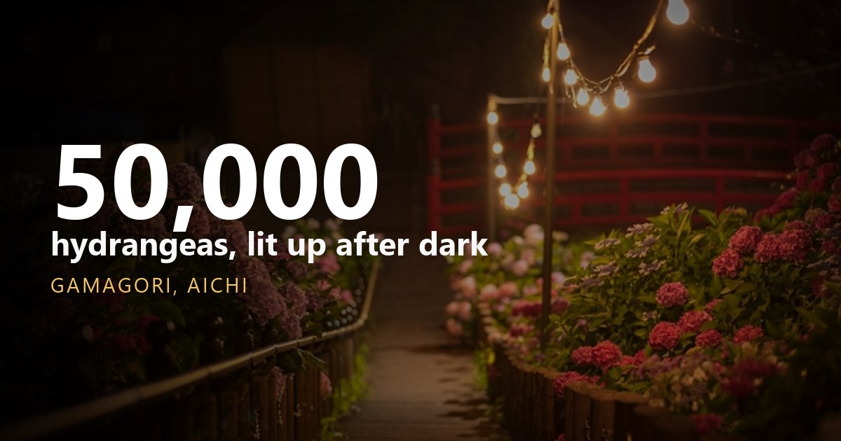 The hillside an hour from Nagoya where 50,000 hydrangeas glow after dark
