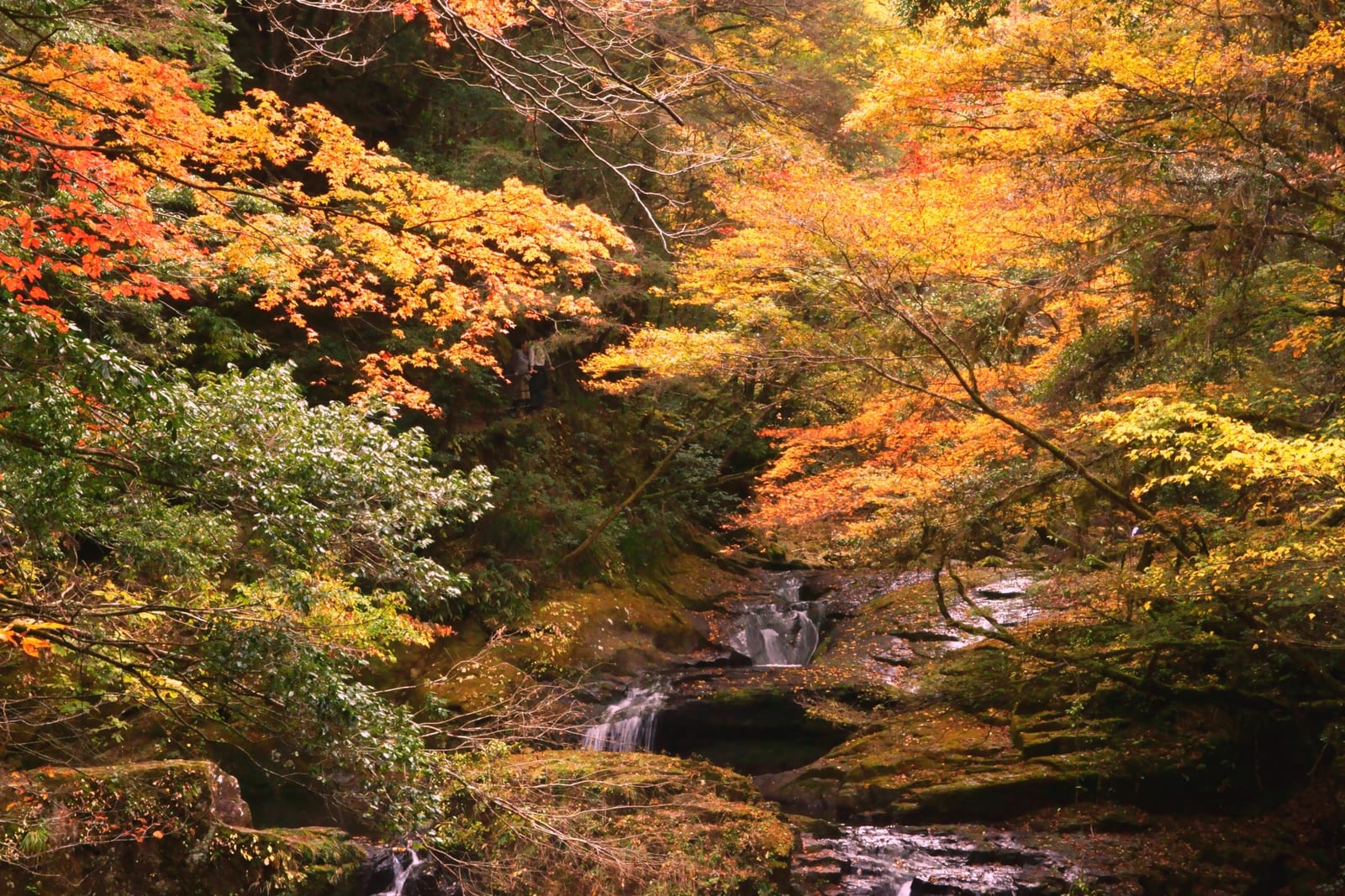 November, when the whole gorge turns red and gold above the stream.