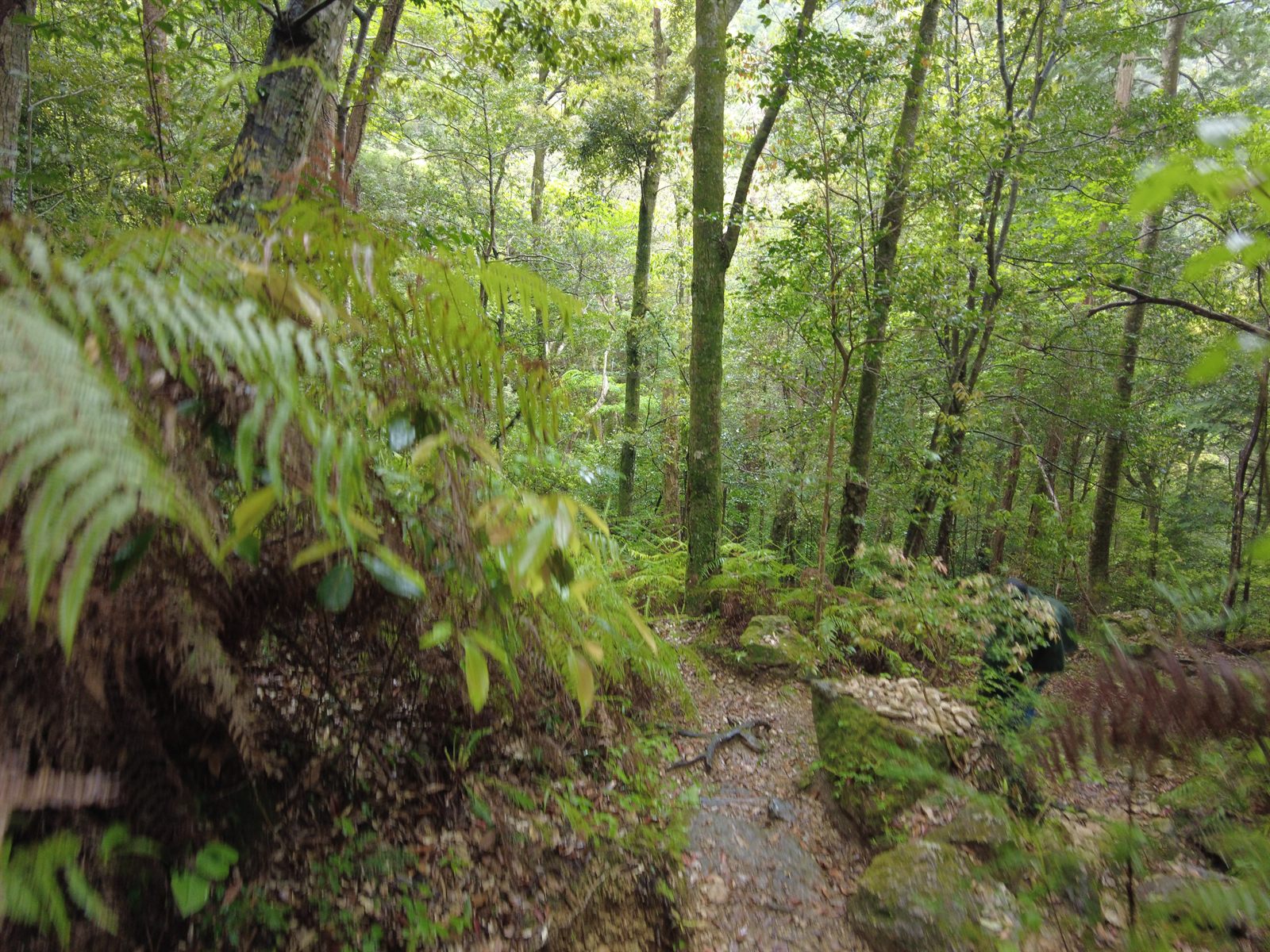 A quiet forest trail winding through tall trees and mossy boulders.