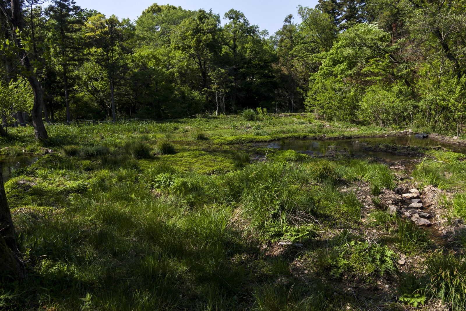 Imo Marsh