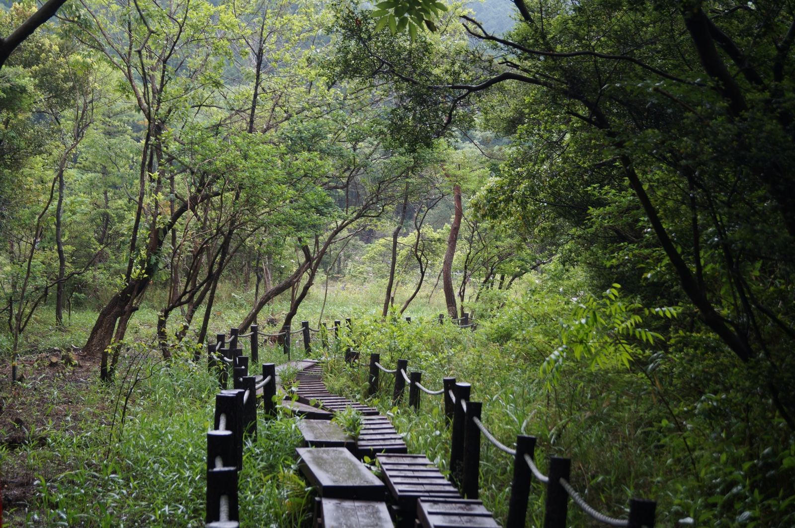 The wooden boardwalk that loops out across Imo Marsh.