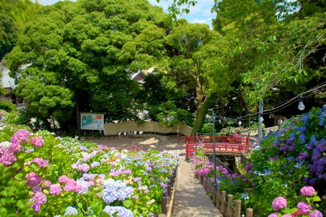 Katahara Hydrangea Village