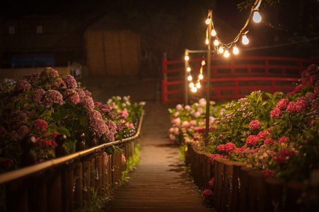 Evening light-up: strings of bulbs glow over a path of hydrangeas leading to the red bridge.
