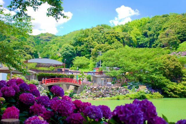 The red arched bridge and its pond, hydrangeas spilling over the near bank and green hills behind.