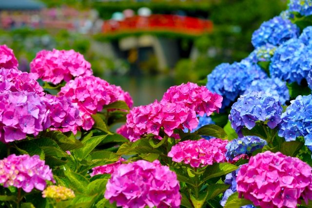 Pink and blue hydrangea heads up close, the red bridge softening in the distance.