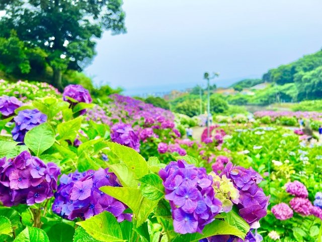 Hydrangeas blanket the slope in overlapping mounds of purple and blue.