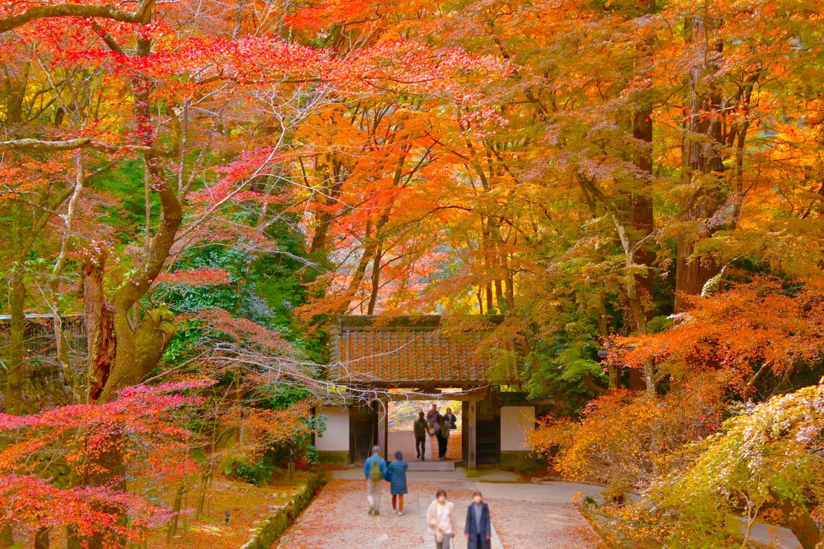 Vivid crimson and orange maples frame the old wooden gate along the autumn approach.
