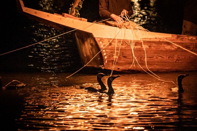 The master's hands working a cluster of cormorants on long cords in the firelight, the birds swimming beside the boat.