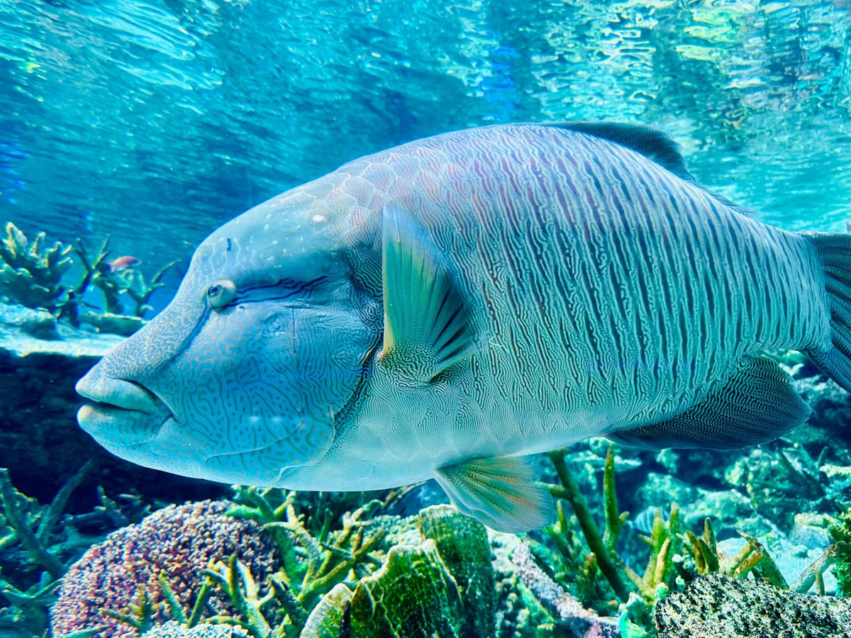 A huge humphead wrasse glides over the coral reef tank.