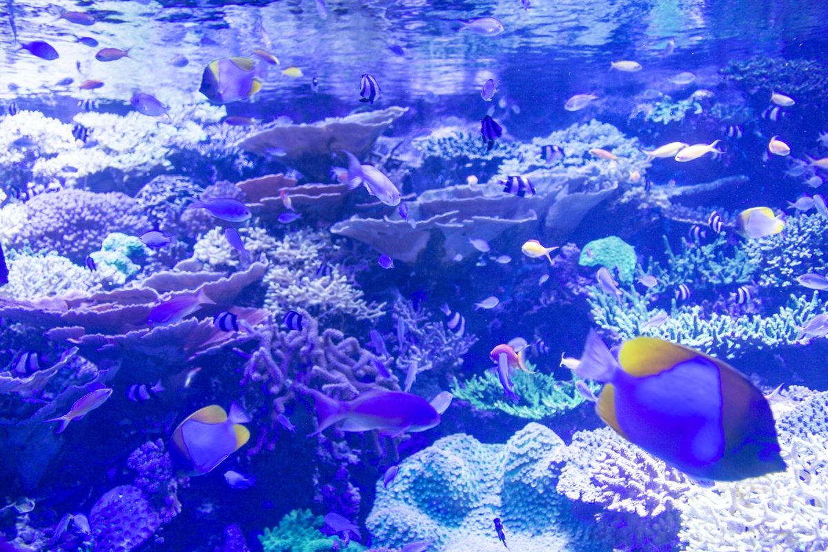 Bright tropical fish and coral fill one of the large reef tanks.