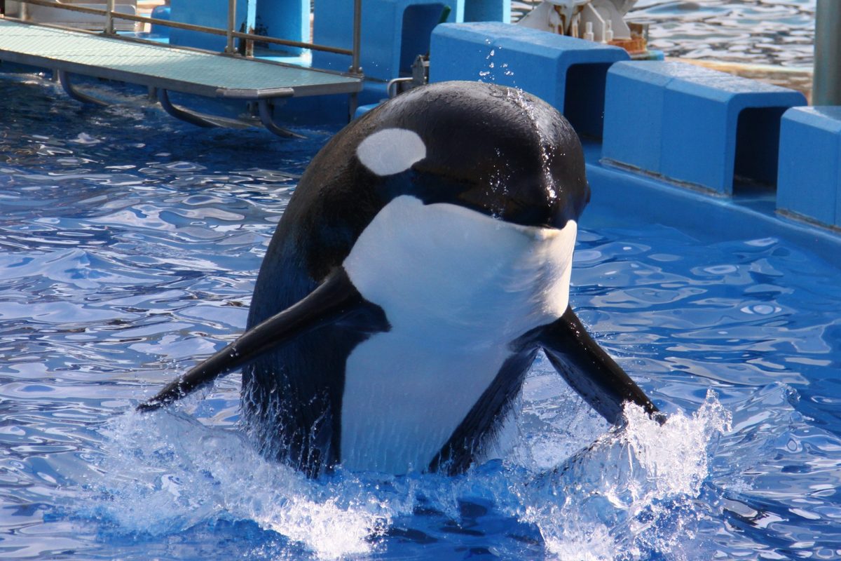 An orca rises from the water during a performance in the main pool.