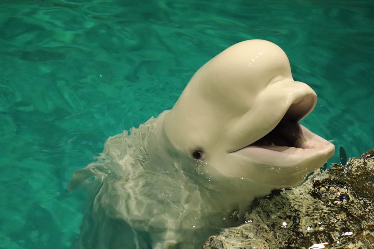 A beluga whale lifts its head above the surface, mouth open.