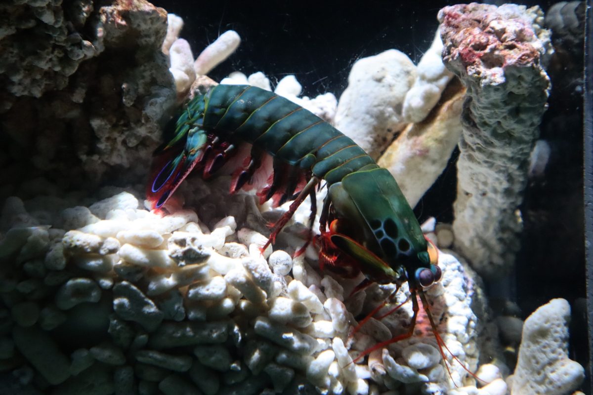 A vivid mantis shrimp explores the gravel of a reef exhibit.