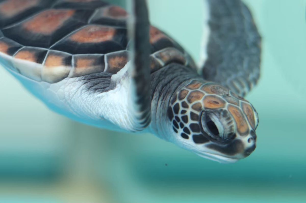 A young green sea turtle swims through clear blue water.
