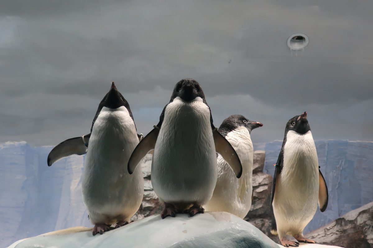 Penguins stand together on the rocks of the chilled habitat.
