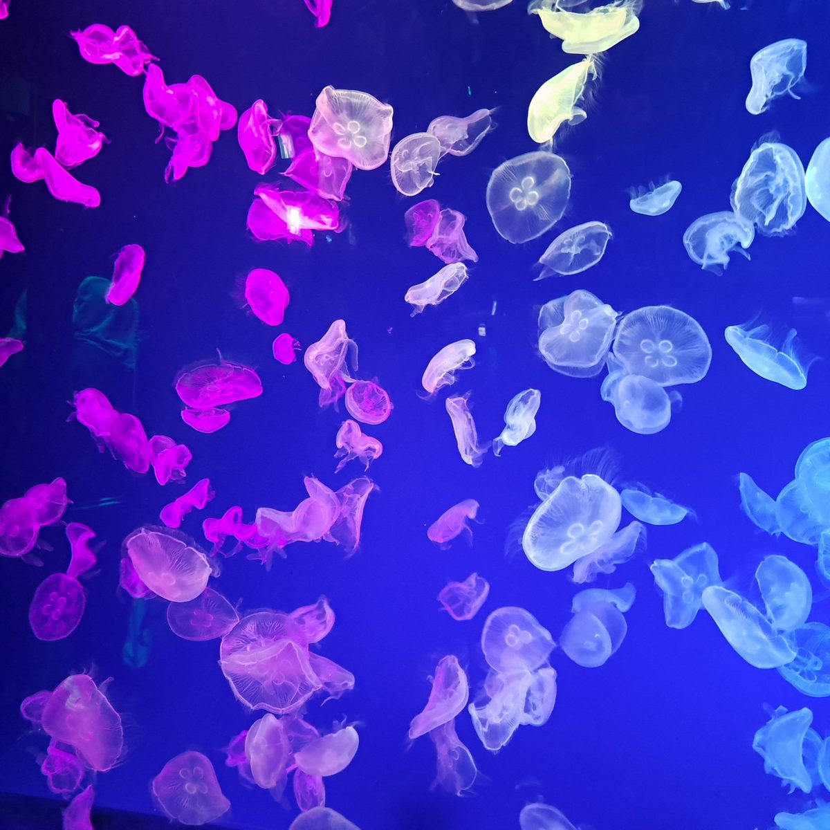 Moon jellyfish drift and glow in pink and blue light.