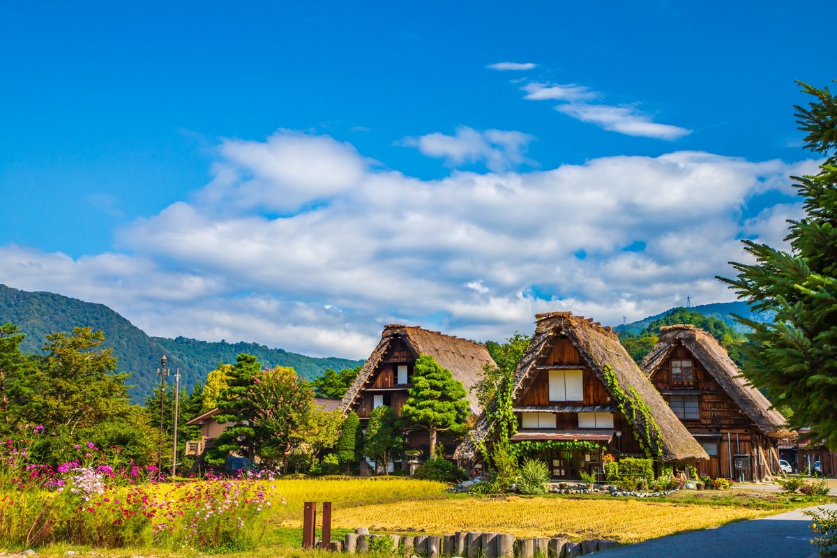 Gassho roofs with cosmos flowers and golden rice in autumn