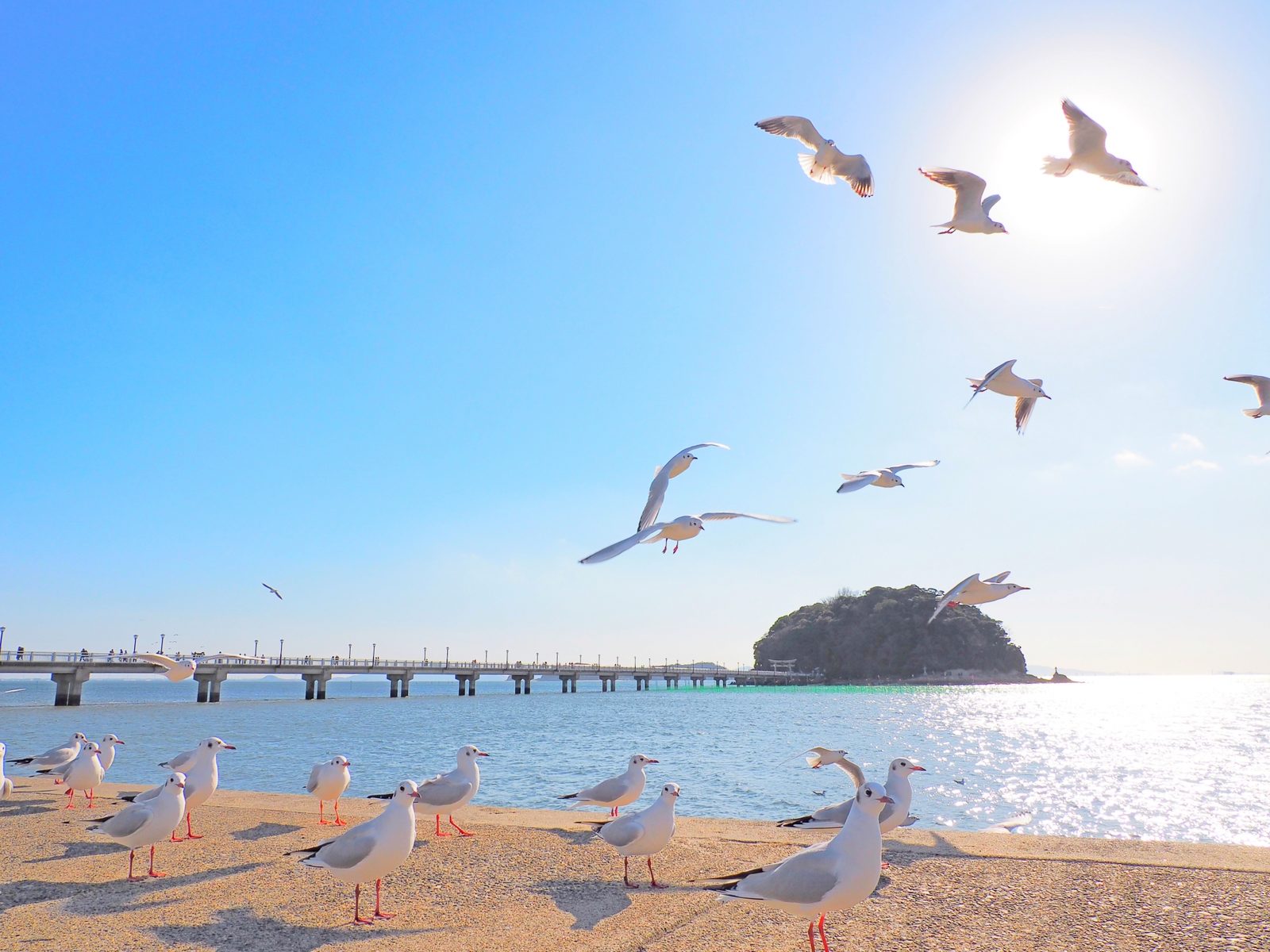 In winter, black-headed gulls gather along the Gamagori seafront beside the bridge.